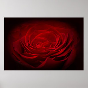 Deep Red Blood Rose On Black Poster