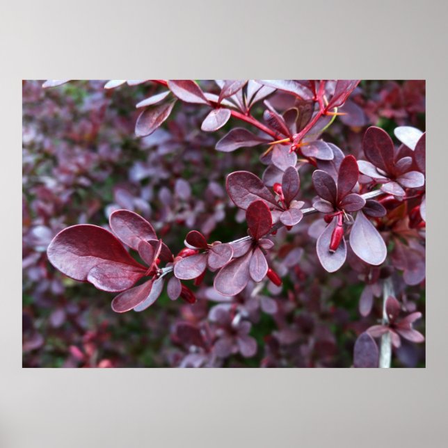 deep red bush poster (Front)