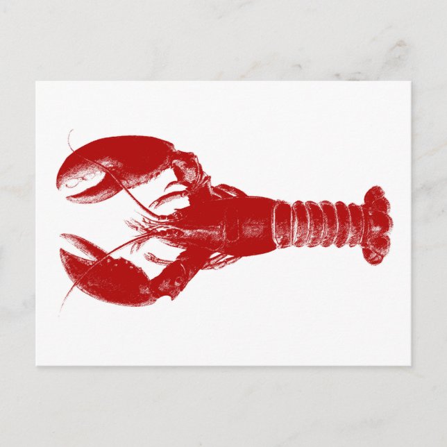Deep Red Lobster on White Postcard (Front)