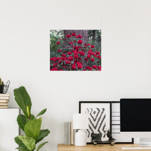 Deep Red Rhododendrons Floral Photographic Poster