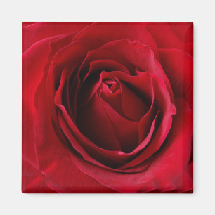deep red rose magnet