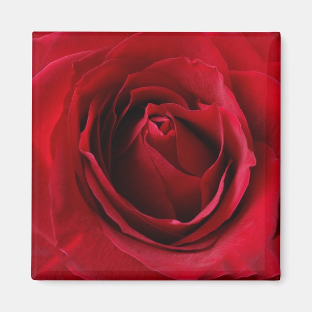 deep red rose magnet (Front)