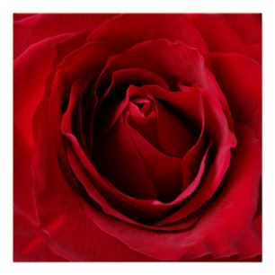 deep red rose poster