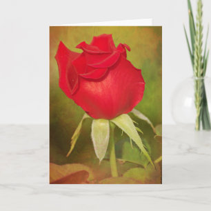 Deep Red Rose Scripture Card James 1:17