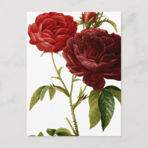 Deep red vintage roses painting postcard