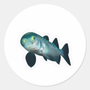 Deep Sea Barreleye Fish Sticker, Transparent Head  Classic Round Sticker