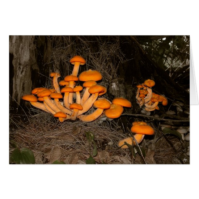 Deep Woods Trove (Front Horizontal)