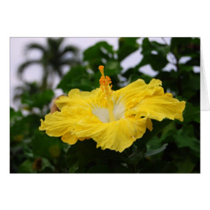 Deep Yellow Hibiscus Card