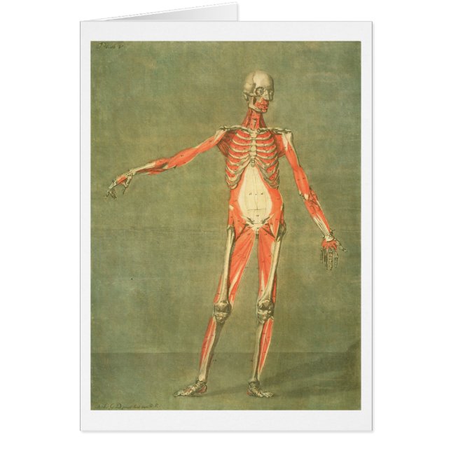 Deeper Muscular System of the Front of the Body, p (Front)