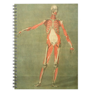 Deeper Muscular System of the Front of the Body, p Notebook