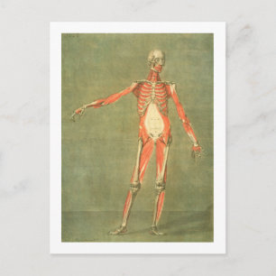 Deeper Muscular System of the Front of the Body, p Postcard