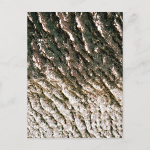 Deeply Ridged Tree Bark Texture Close Up Postcard