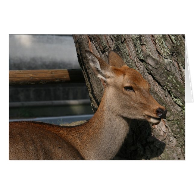 deer (Front Horizontal)