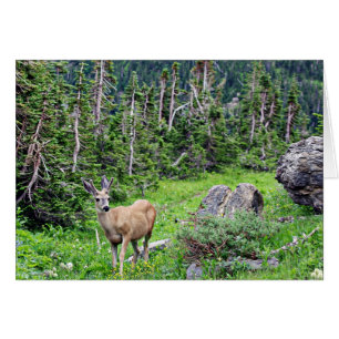 Deer