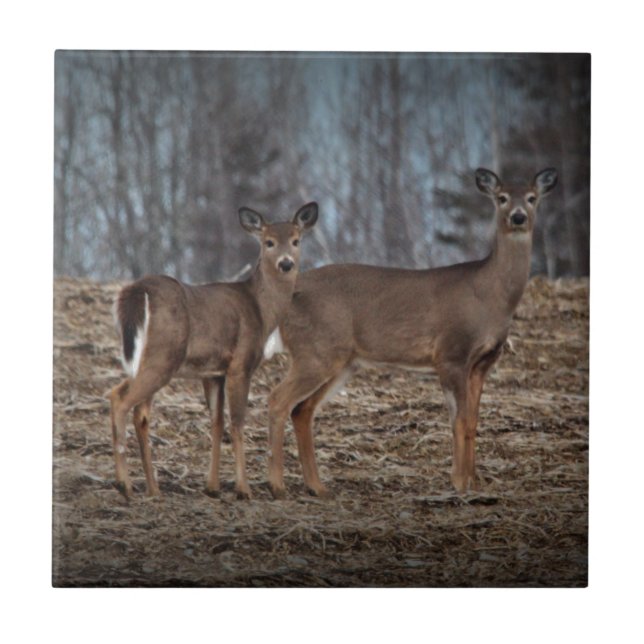 Deer_0337v Ceramic Tile (Front)