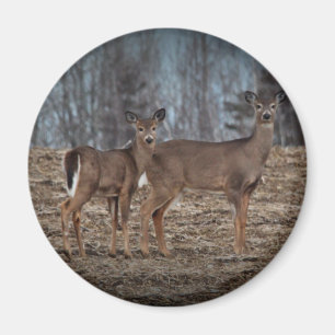 Deer_0337v Magnet