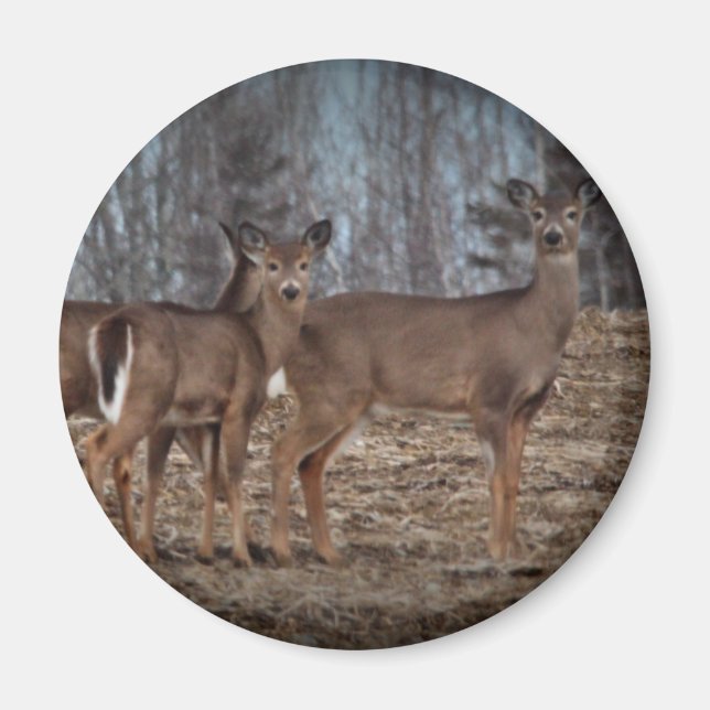 Deer_0338v Magnet (Front)