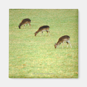 deer 2 magnet