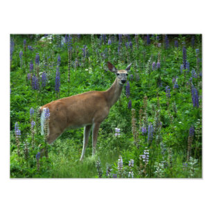 Deer Among the Lupines Photo Print