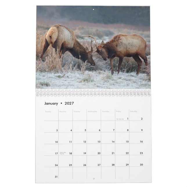 Deer and Elk 2015 Wall Calendar - Wildlife (Jan 2027)