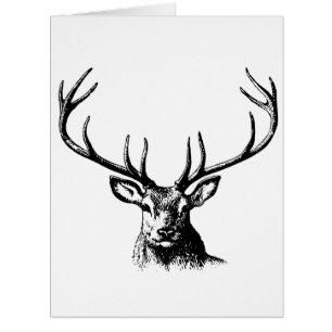 Deer Animal Antlers Nature Wildlife Horns Head Pos