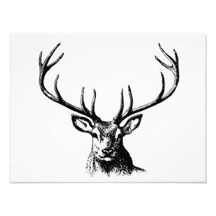 Deer Animal Antlers Nature Wildlife Horns Head Pos Photo Print