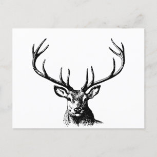 Deer Animal Antlers Nature Wildlife Horns Head Postcard