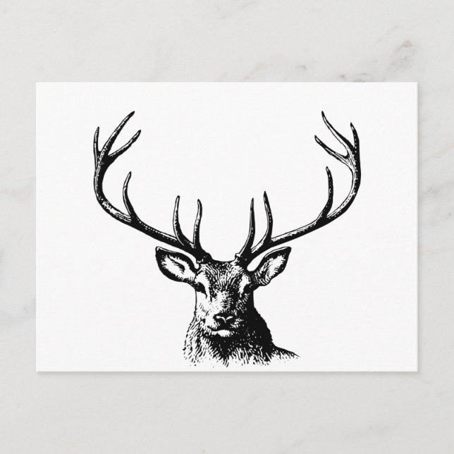 Deer Animal Antlers Nature Wildlife Horns Head Postcard (Front)