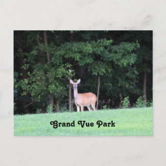 Deer at Grand Vue Park Postcard