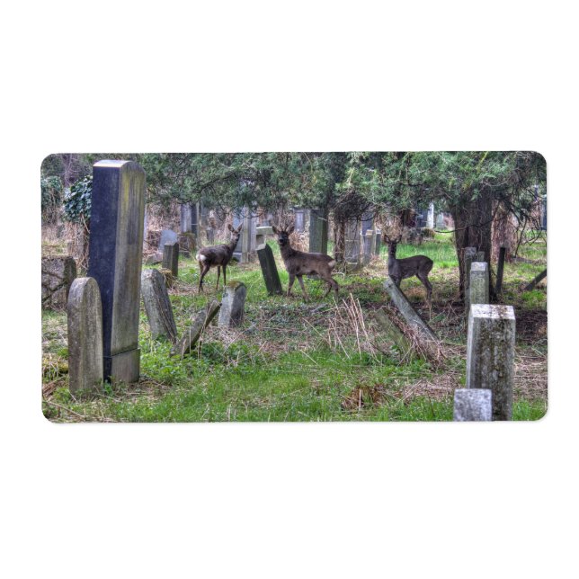 Deer At Zentralfriedhof (Front)