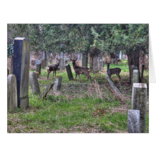 Deer At Zentralfriedhof