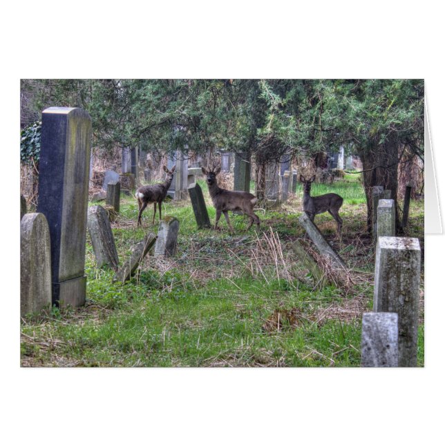 Deer At Zentralfriedhof (Front Horizontal)