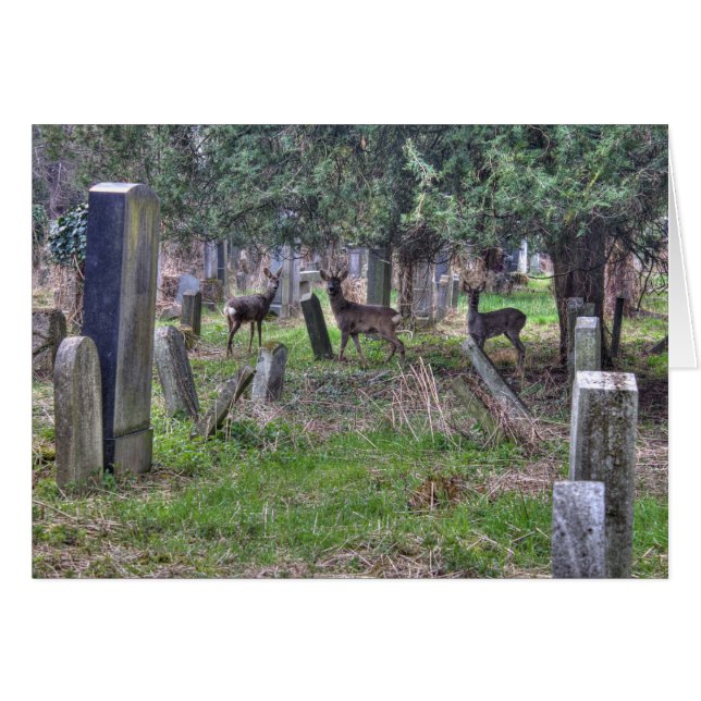 Deer At Zentralfriedhof (Front Horizontal)