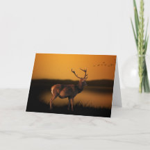 Deer Blank Card