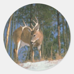 Deer Buck Classic Round Sticker
