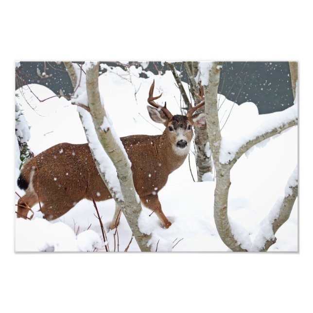 Deer Buck in Snow in Winter Photo Print (Front)