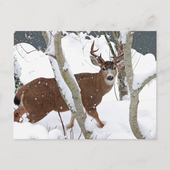 Deer Buck in Snow in Winter Postcard (Front)