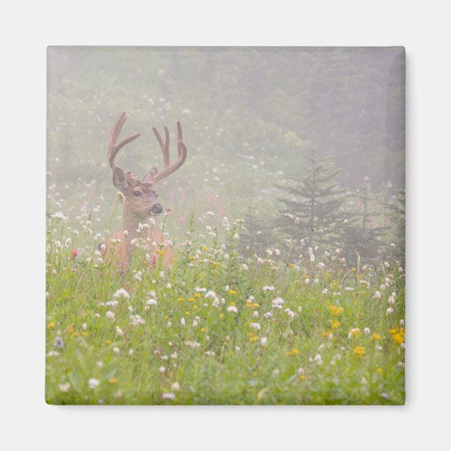 Deer Buck | Mount Rainier National Park Magnet (Front)