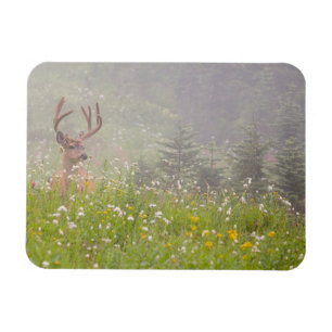 Deer Buck Mount Rainier National Park Magnet