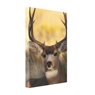 Deer Canvas Prints & Wall Art | Zazzle.com.au