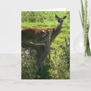 Deer card