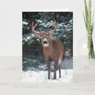 Deer Christmas Card