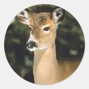 Deer Classic Round Sticker