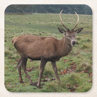 Deer Coasters