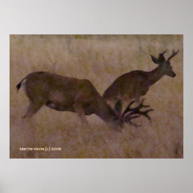 Deer Couple in Dry Grass Poster (Front)