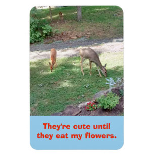 Deer Cute Until Eat My Flowers Vertical 4x6 Magnet