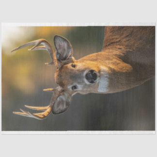 Deer Face Tissue Paper