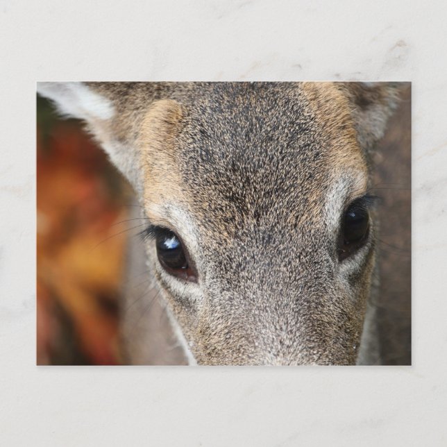 Deer Fawn Closeup Portrait Postcard (Front)