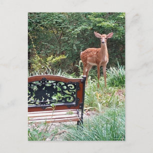 Deer Fawn in Grass Garden Photograph Postcard