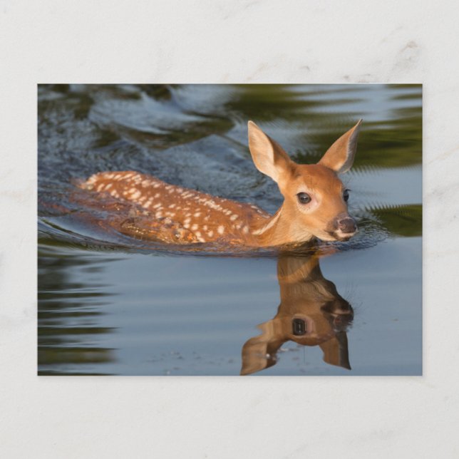 Deer Fawn | Minnesota Postcard (Front)